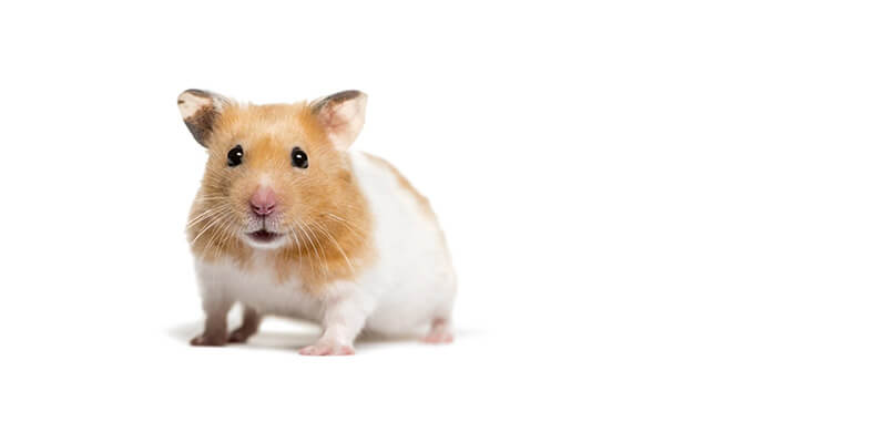 Hamster arlequin