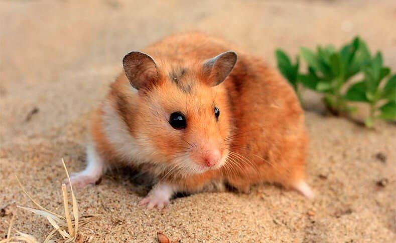 Hamster Arlequin