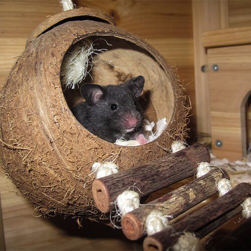 Hamster Oso negro