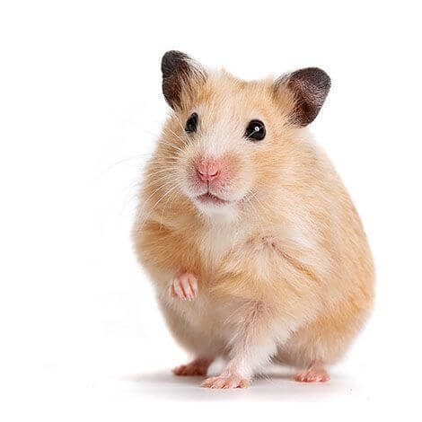 Hamster sirio o dorado