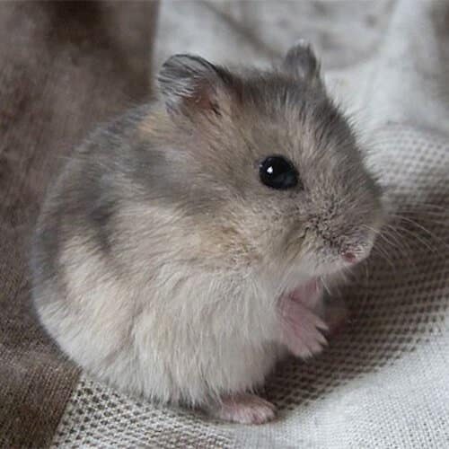 Hamster Ruso