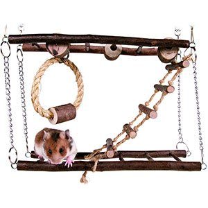 gimnacio-hamster